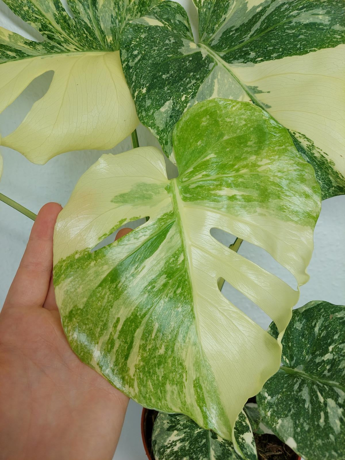 Monstera Thai Constellation Crème Brûlée
