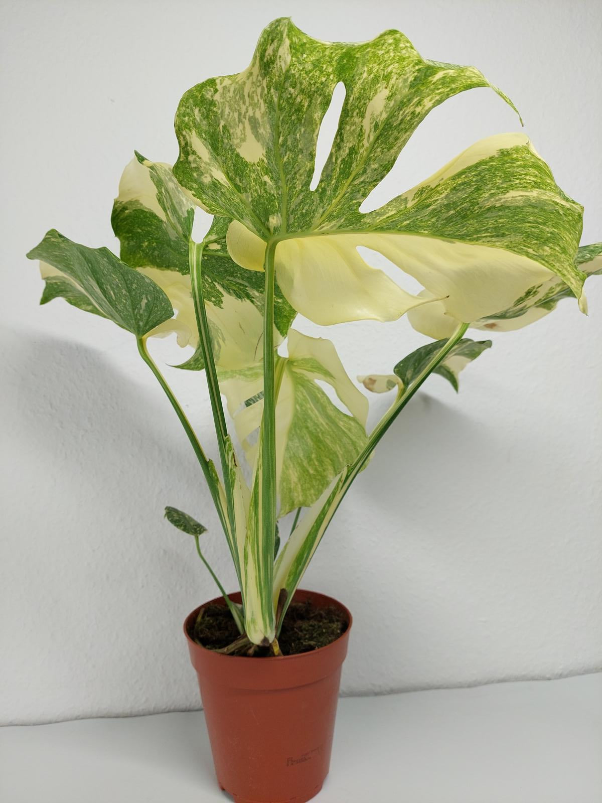 Monstera Thai Constellation Crème Brûlée