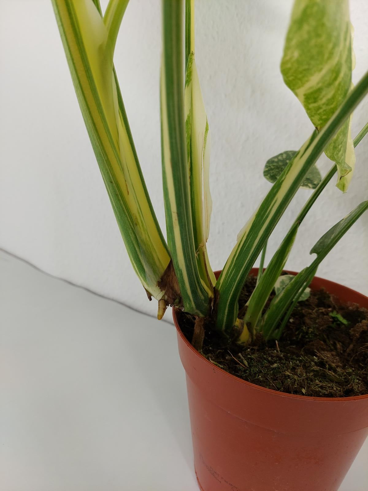 Monstera Thai Constellation Crème Brûlée