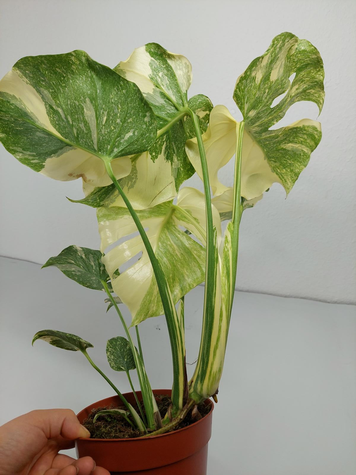 Monstera Thai Constellation Crème Brûlée