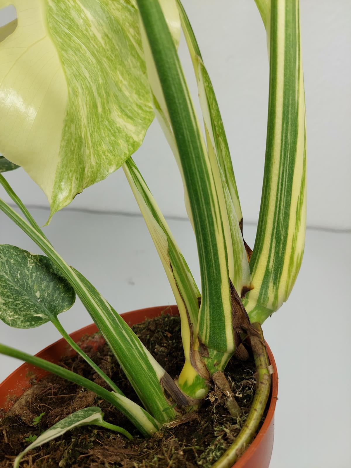 Monstera Thai Constellation Crème Brûlée