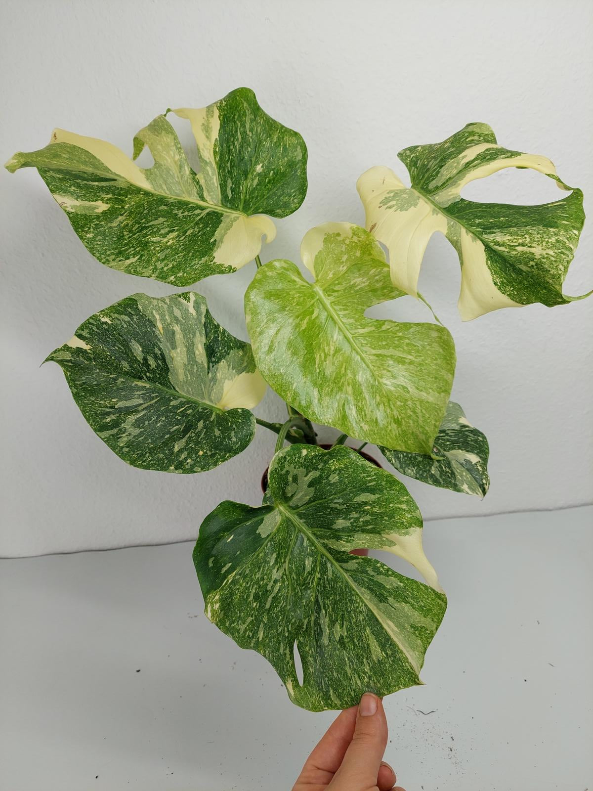 Monstera Thai Constellation Crème Brûlée