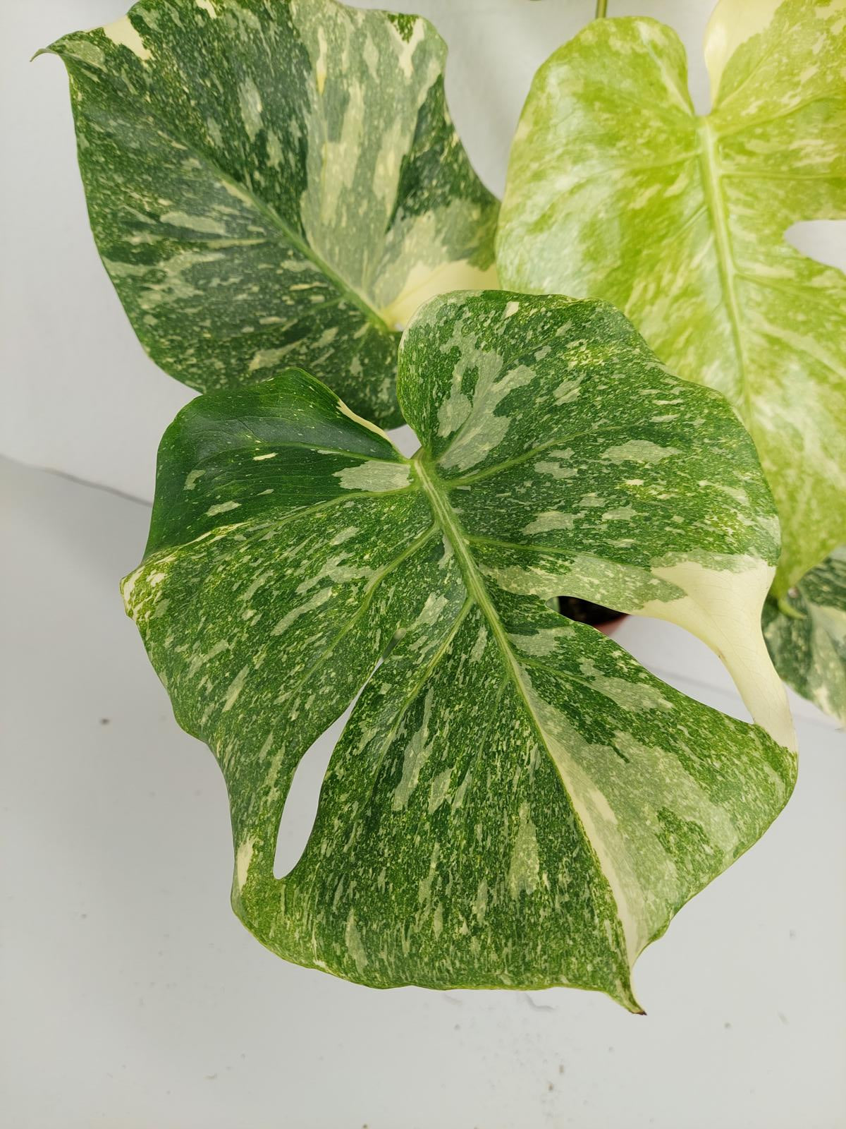 Monstera Thai Constellation Crème Brûlée