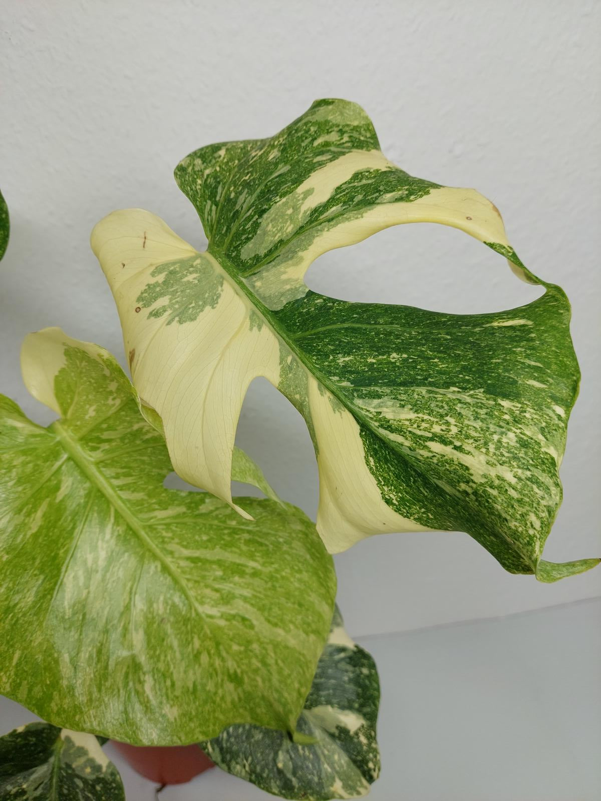 Monstera Thai Constellation Crème Brûlée
