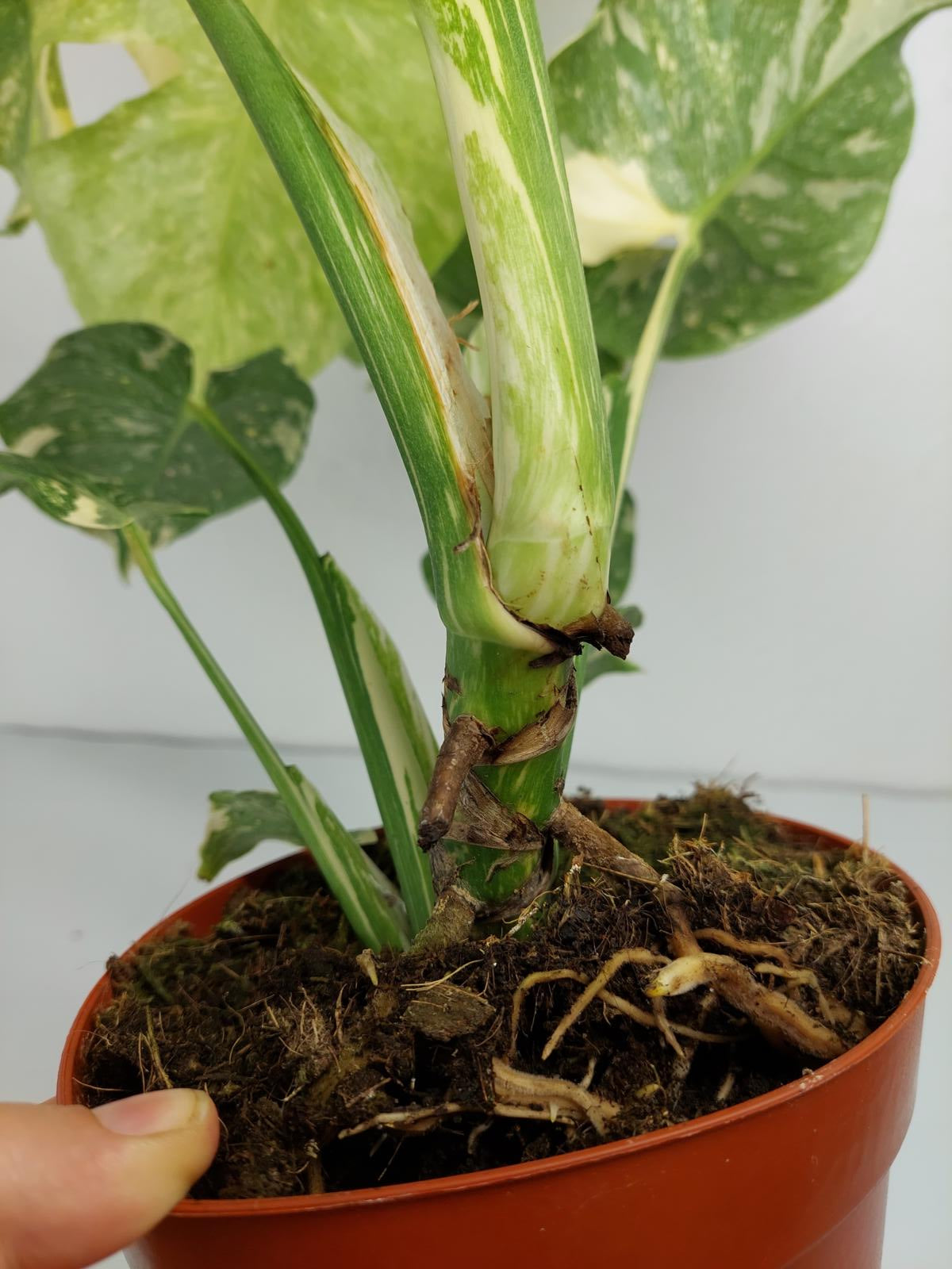 Monstera Thai Constellation Crème Brûlée