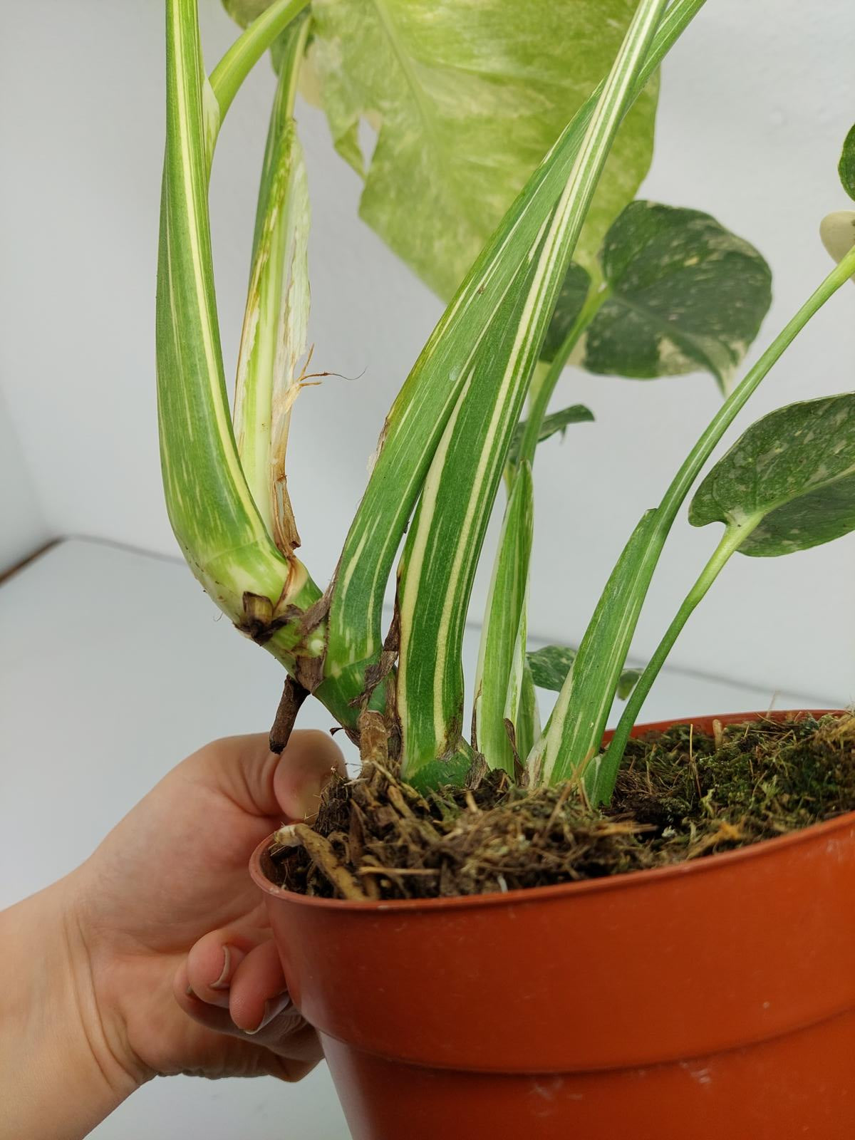 Monstera Thai Constellation Crème Brûlée