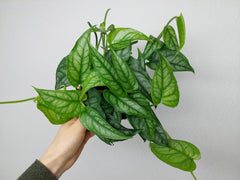 Monstera Siltepecana