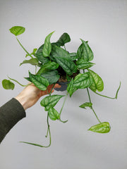 Monstera Siltepecana