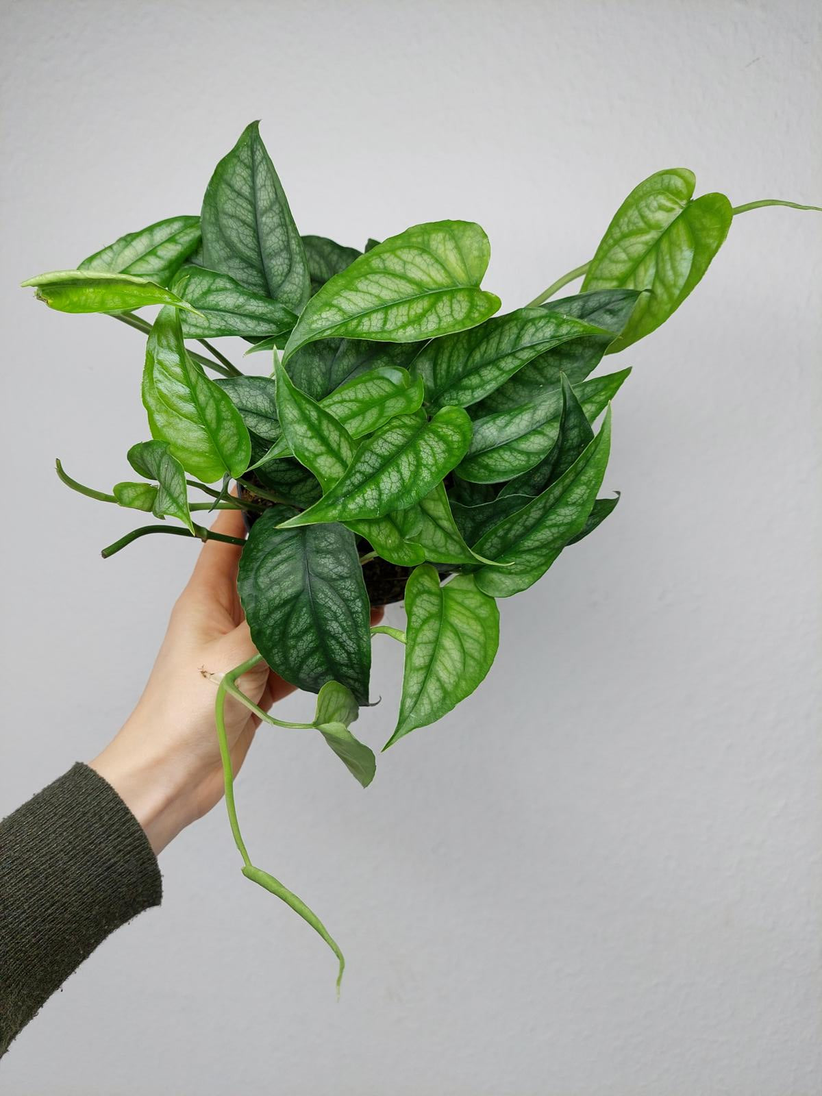 Monstera Siltepecana