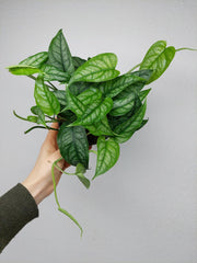 Monstera Siltepecana
