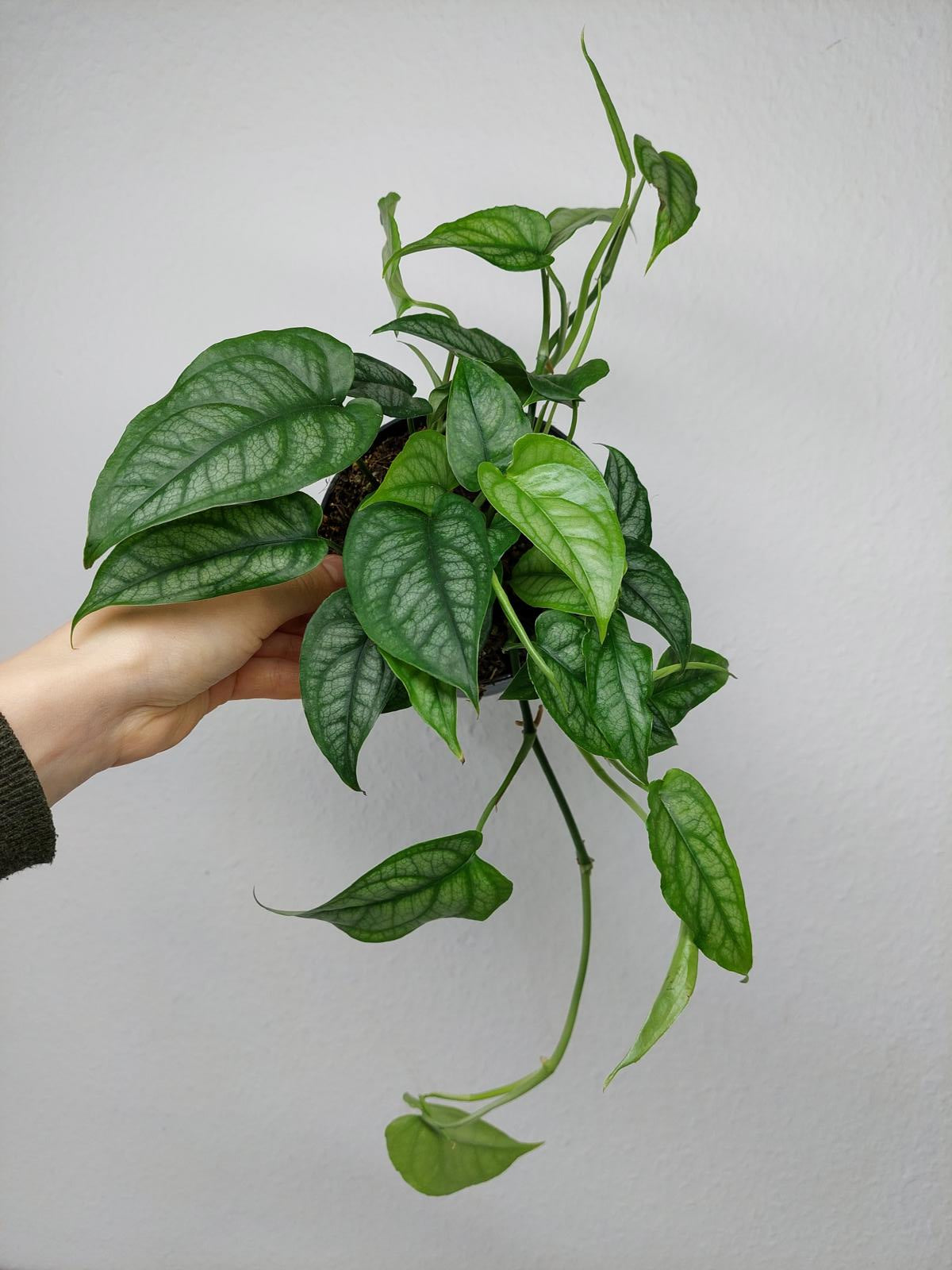 Monstera Siltepecana