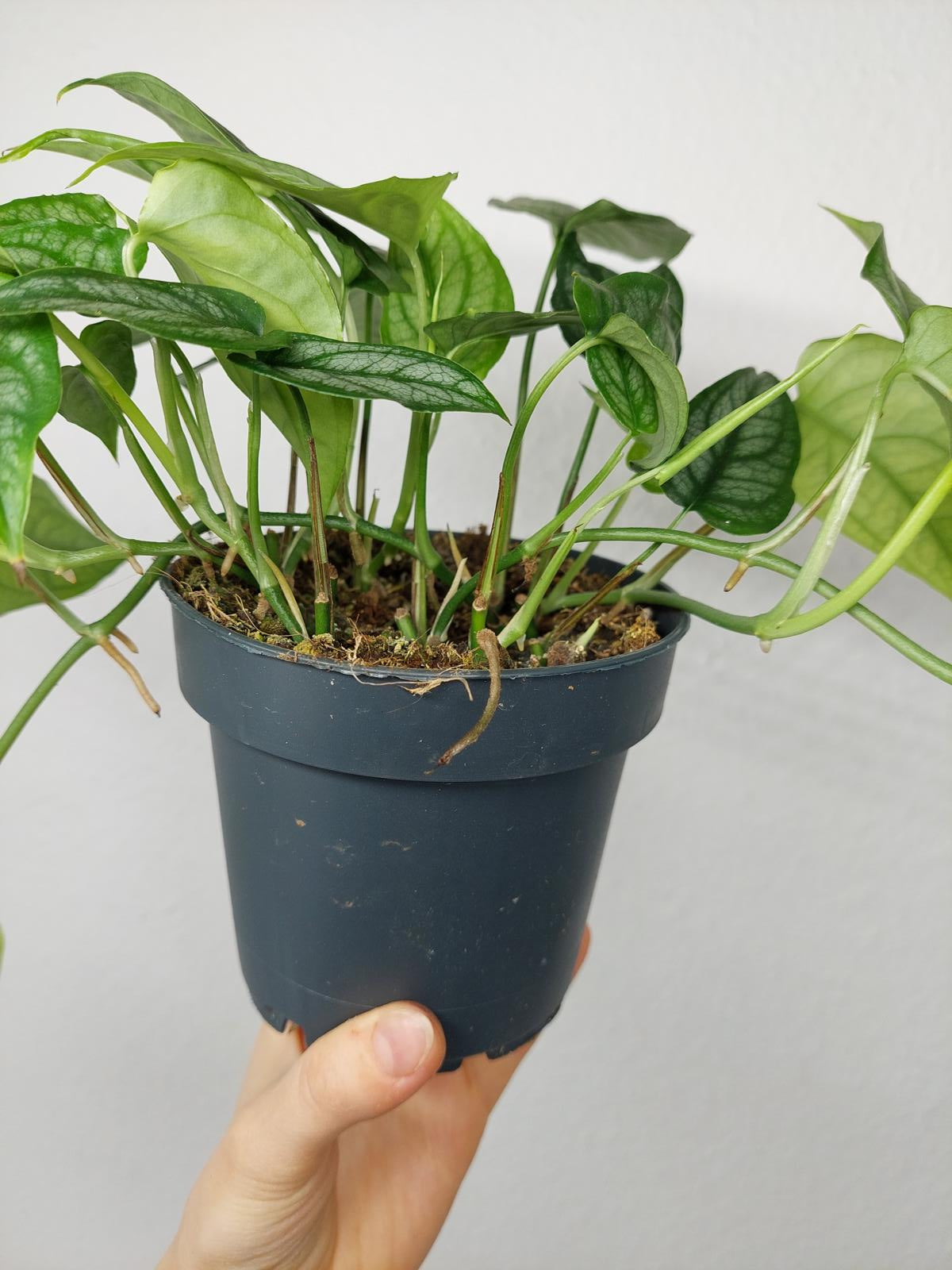 Monstera Siltepecana