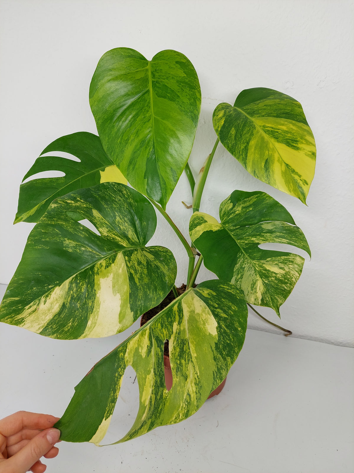 Monstera Aurea Variegata