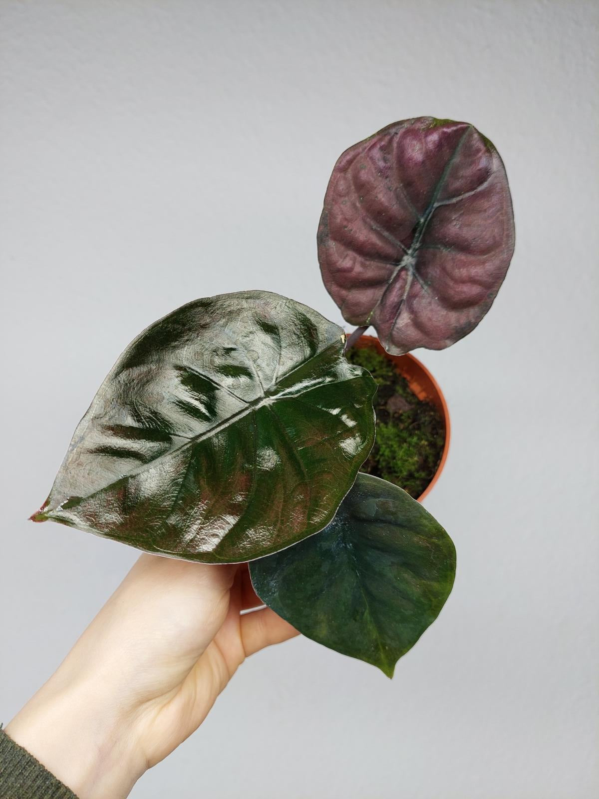 Alocasia Black Magic