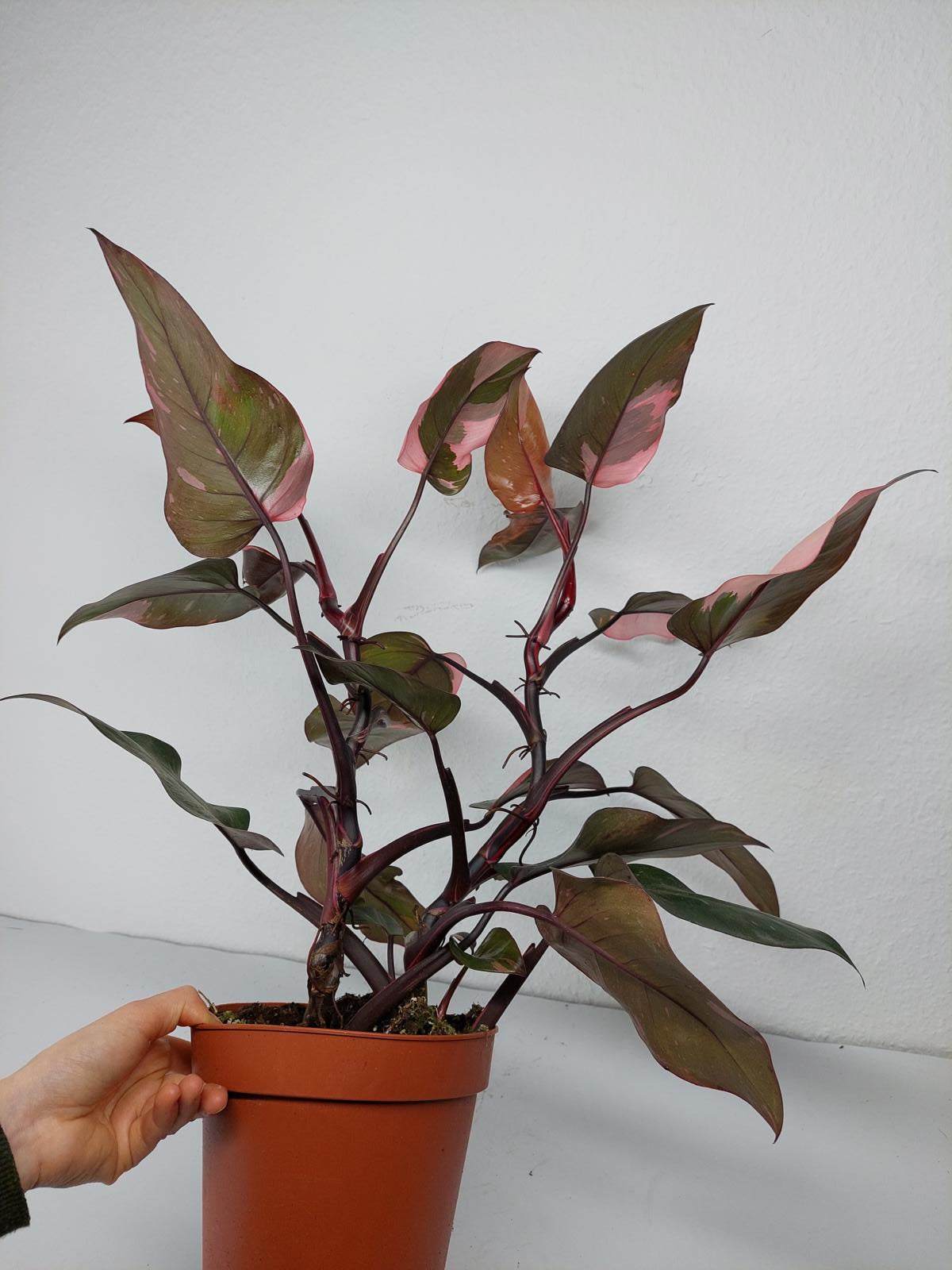 Philodendron Pink Princess