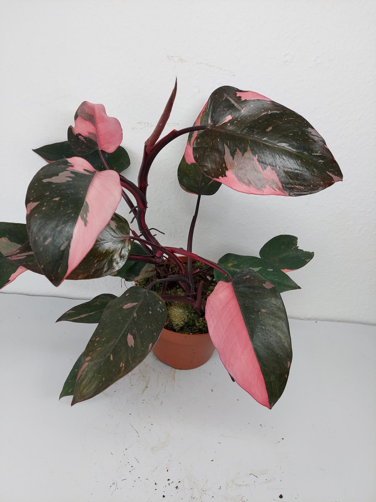 Philodendron Pink Princess