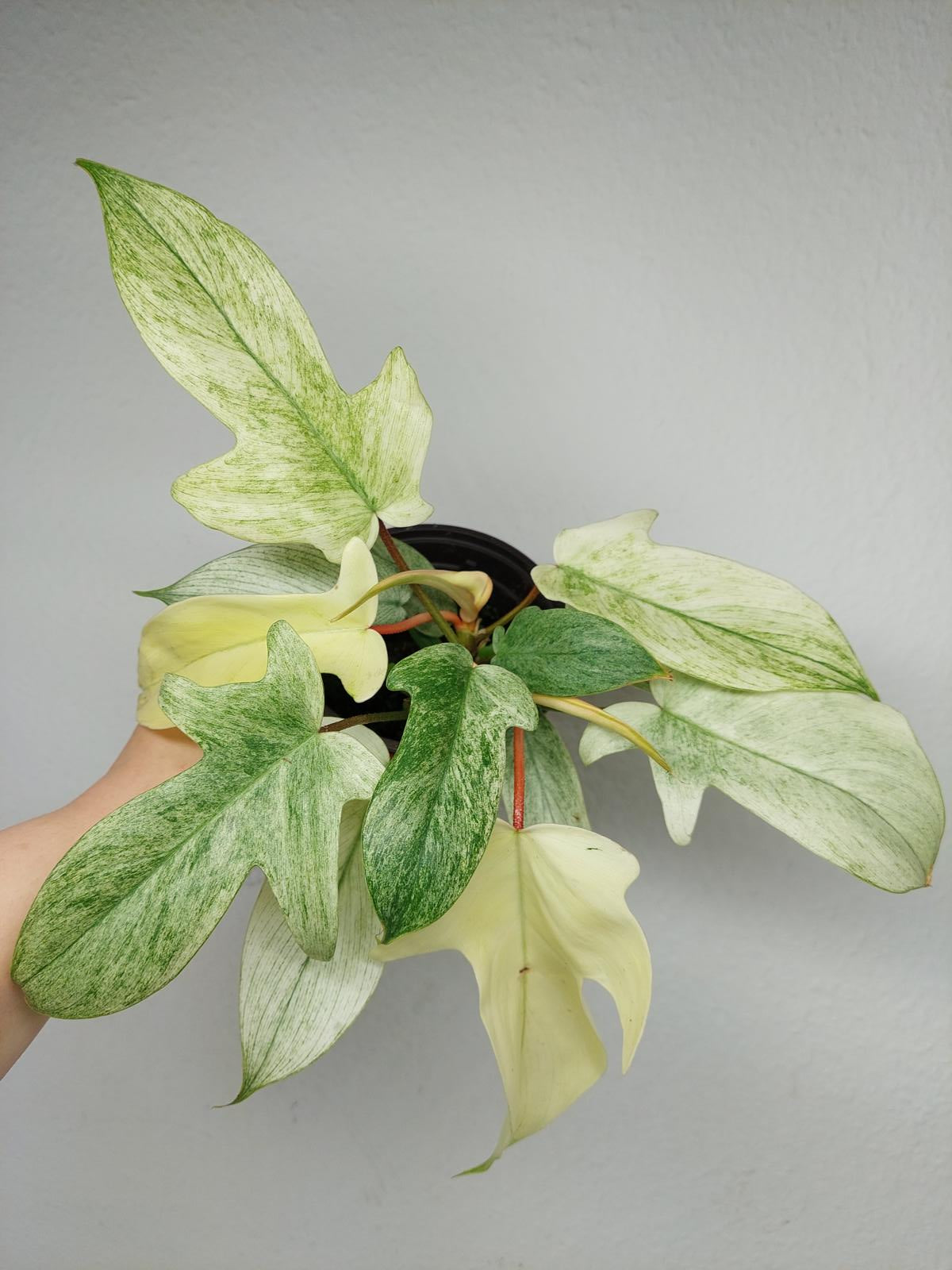 Philodendron Florida Ghost