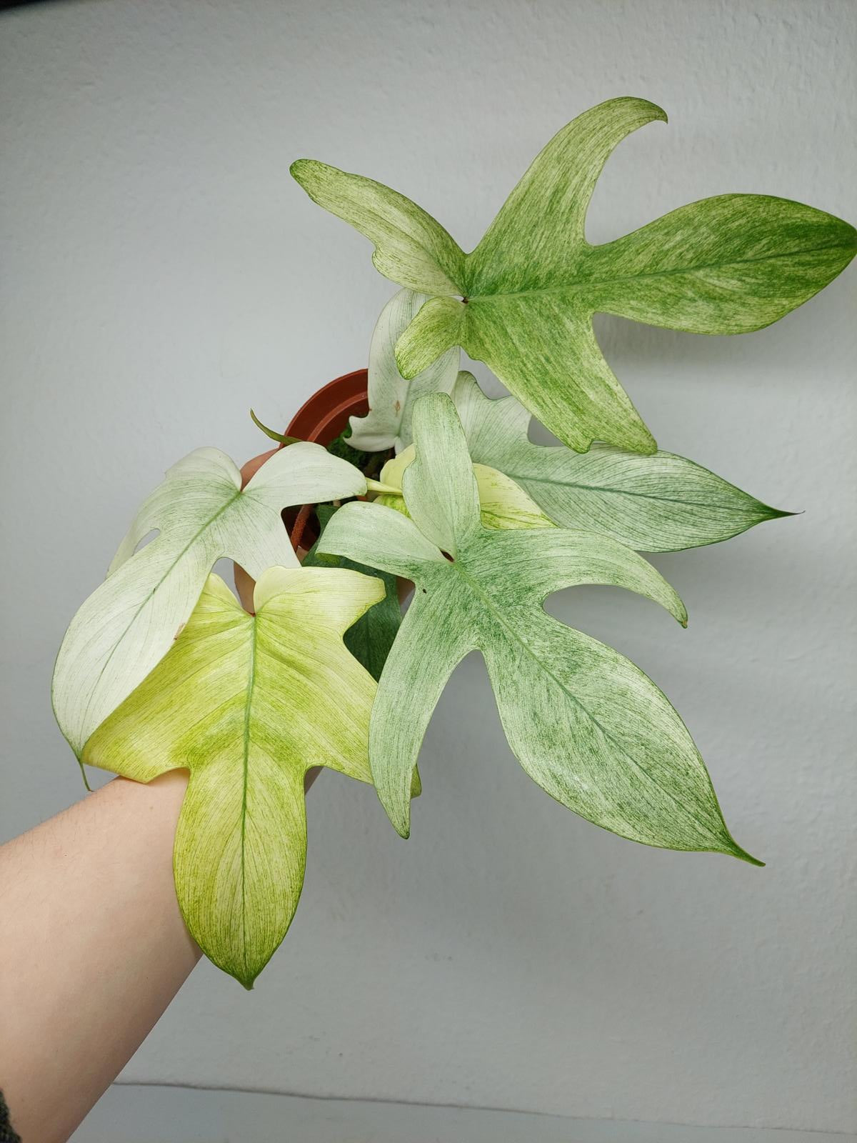 Philodendron Florida Ghost