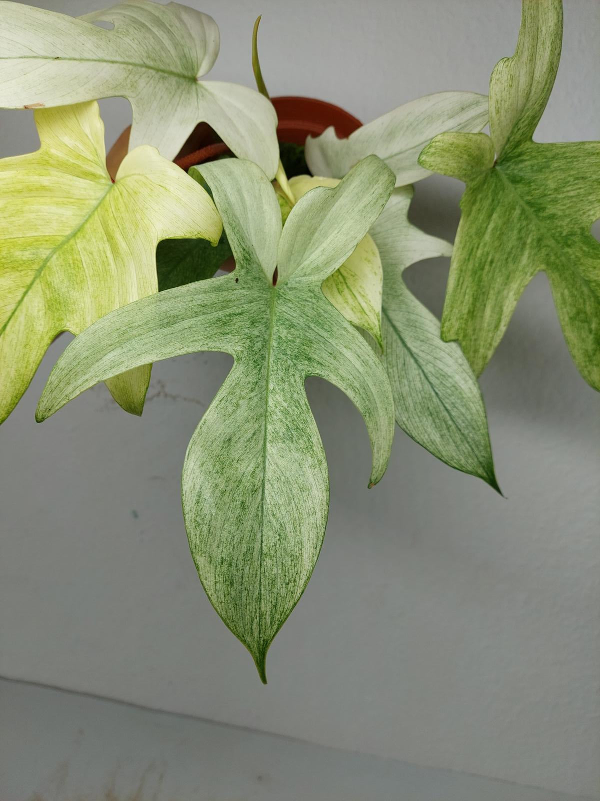 Philodendron Florida Ghost