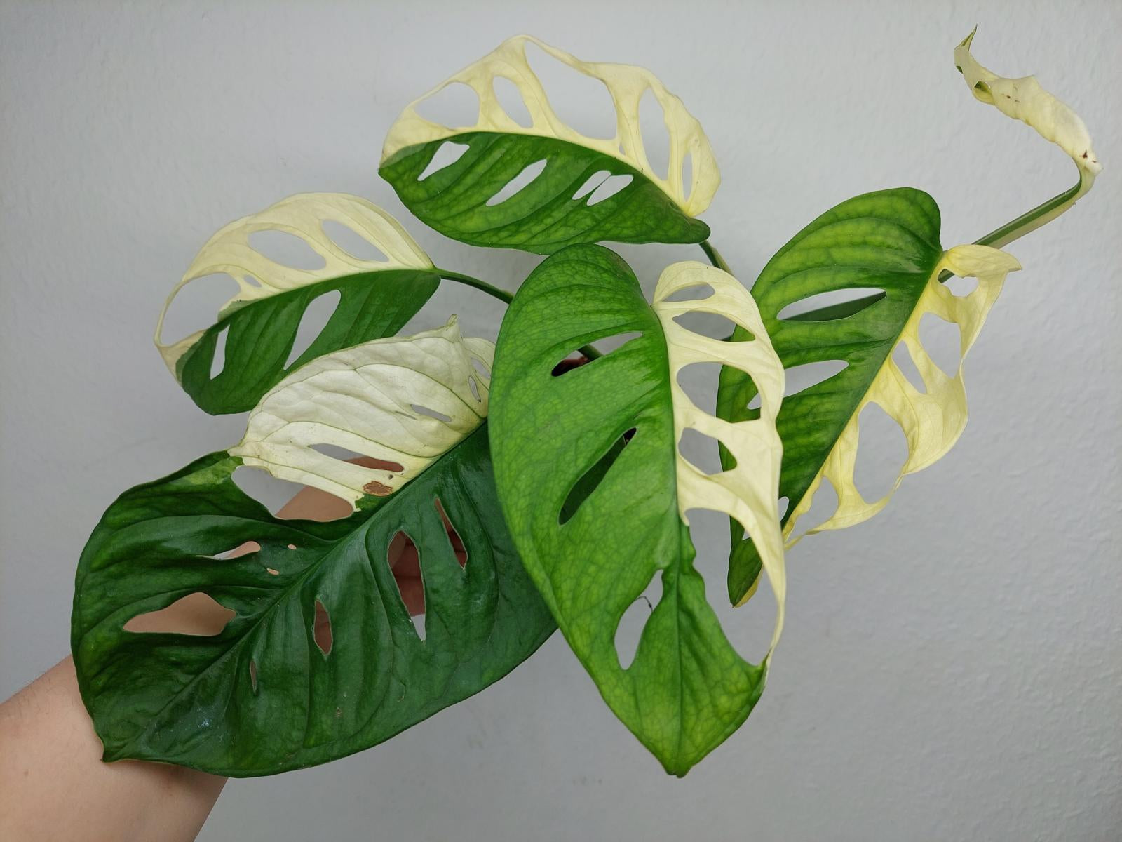 Monstera Adansonii Variegata