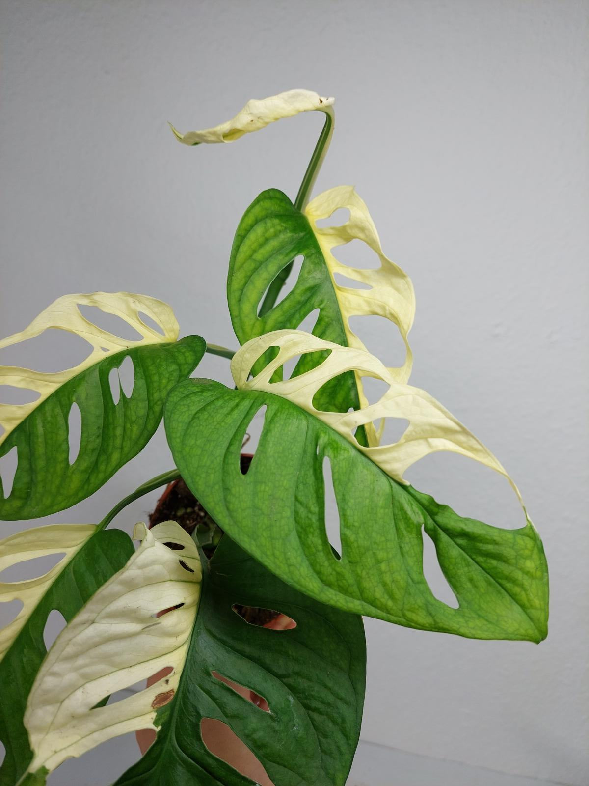 Monstera Adansonii Variegata