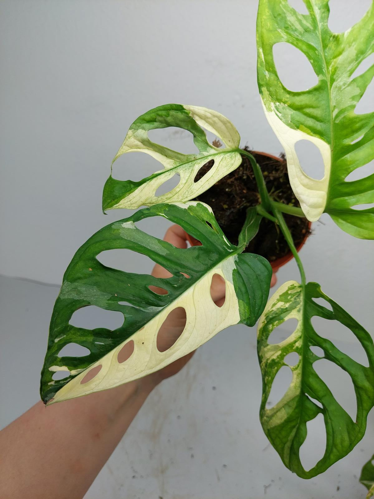 Monstera Adansonii Variegata