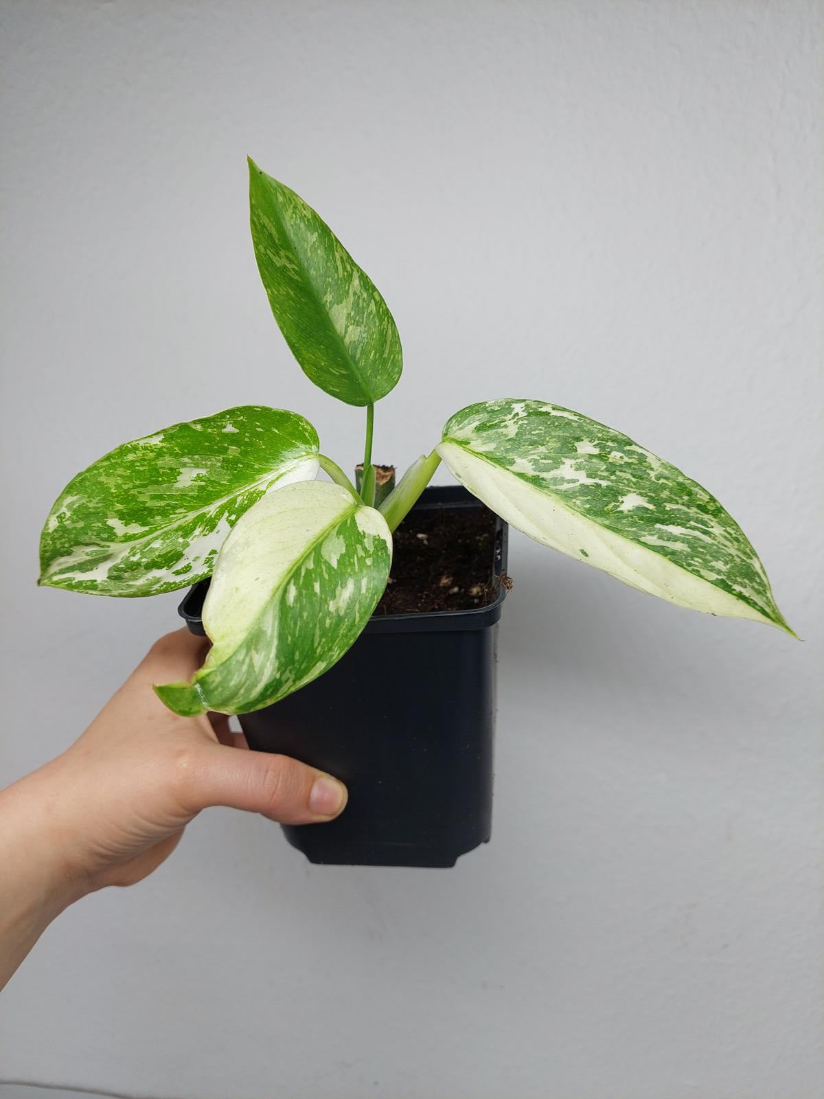 Philodendron Jose Buono