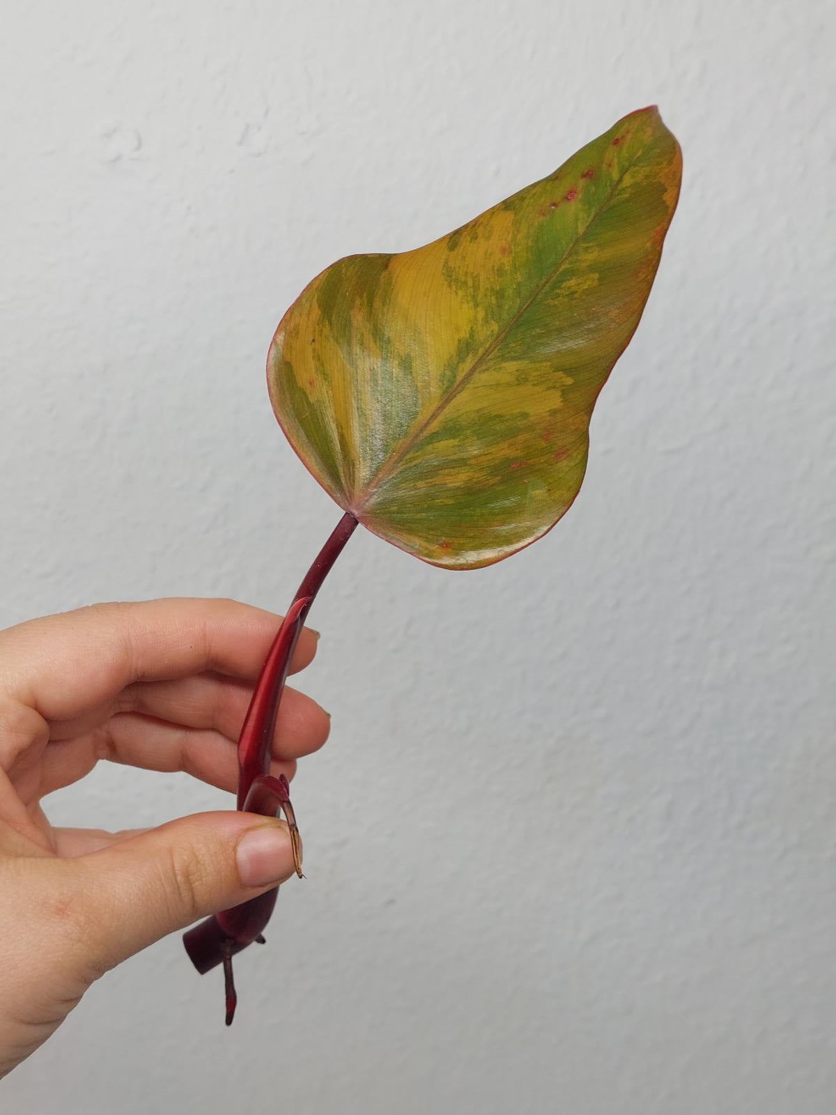 Philodendron Strawberry Shake Steckling