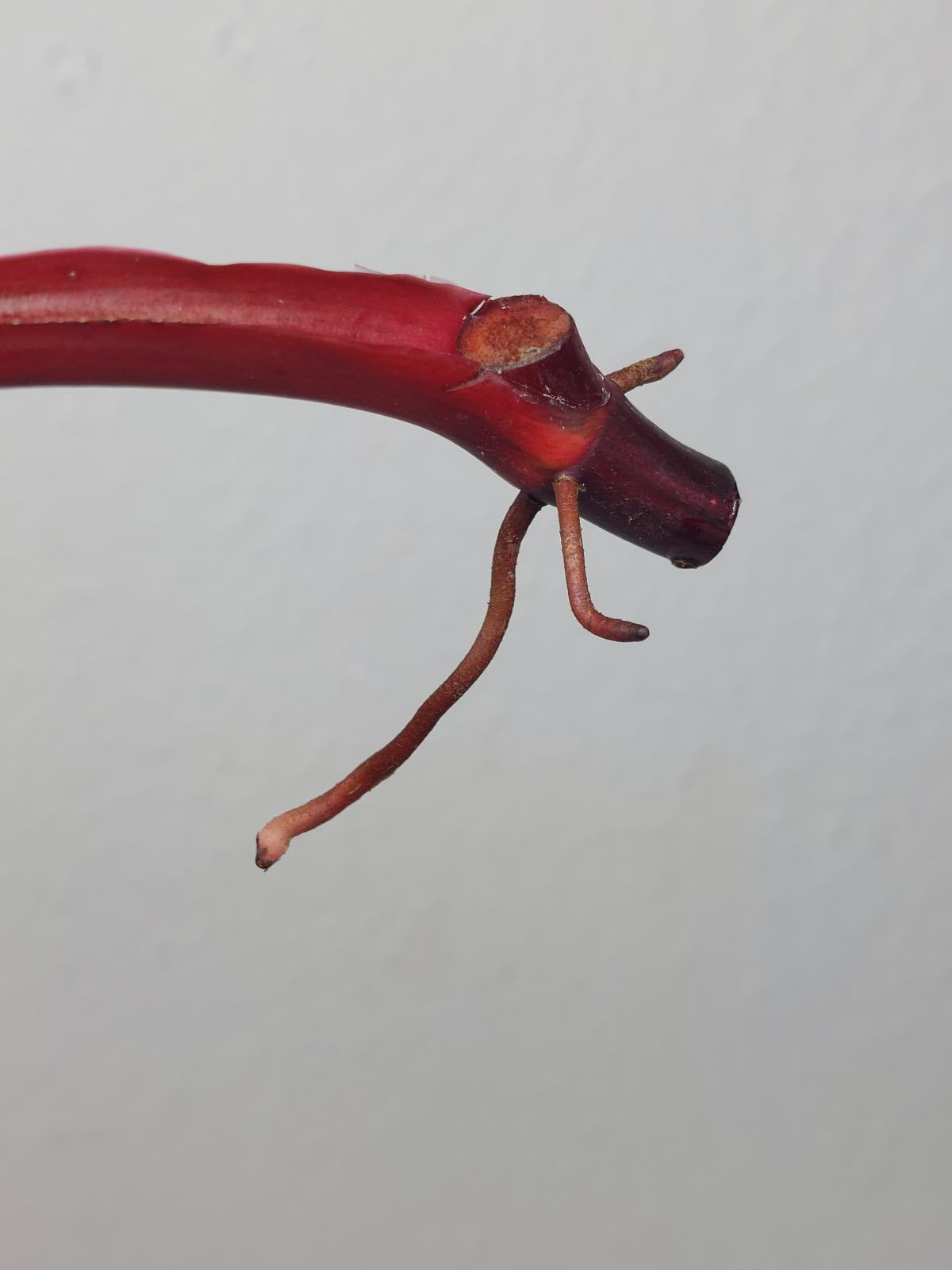 Philodendron Strawberry Shake Steckling