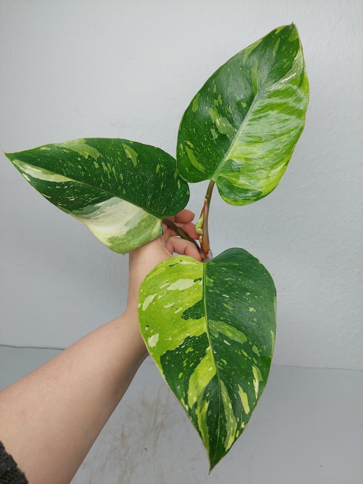 Philodendron White Princess Tricolor Steckling
