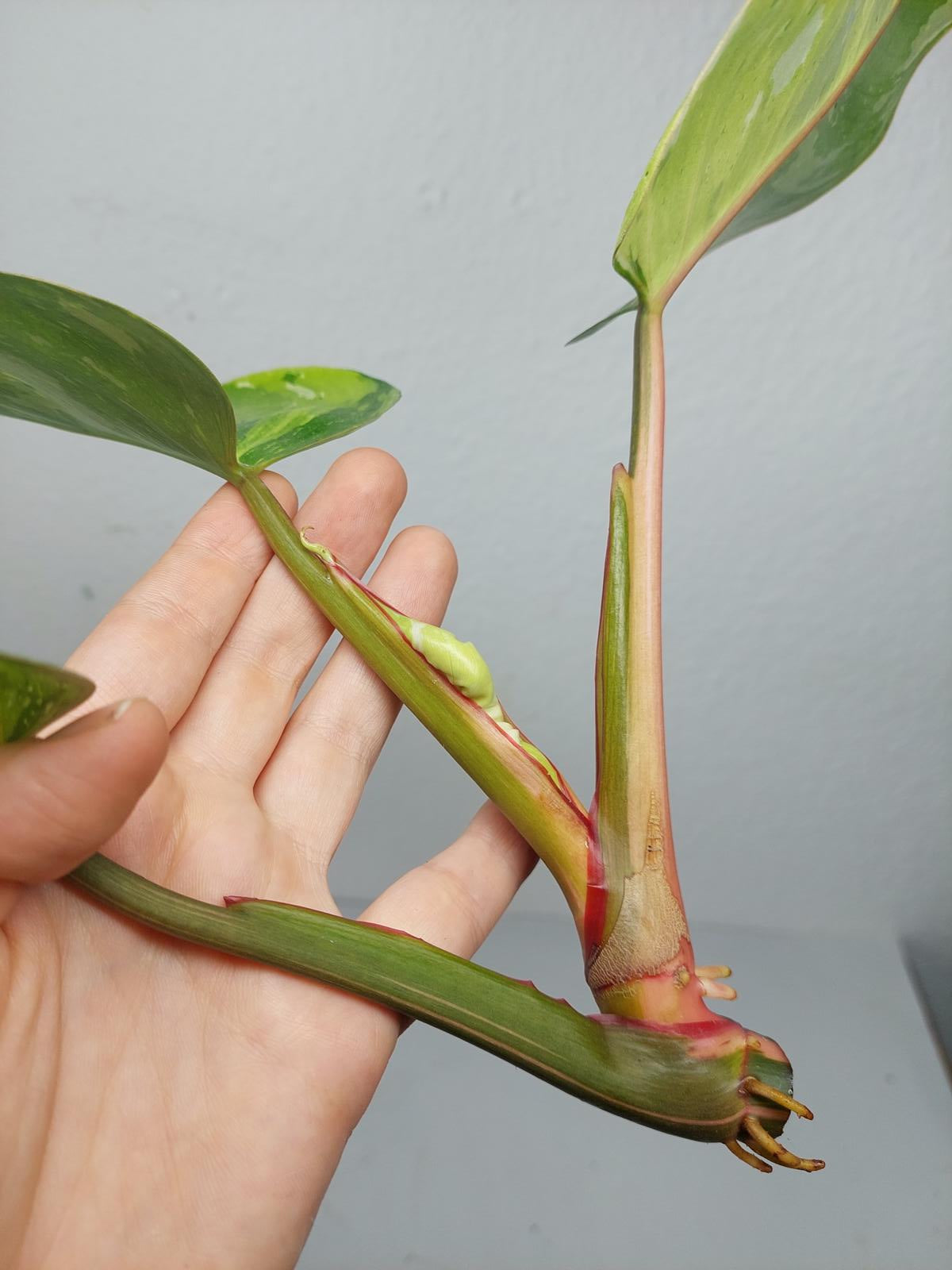 Philodendron White Princess Tricolor Steckling