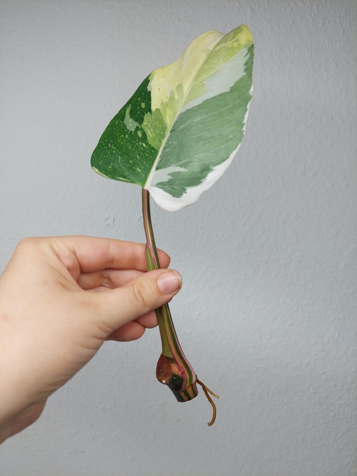 Philodendron White Princess Tricolor Steckling
