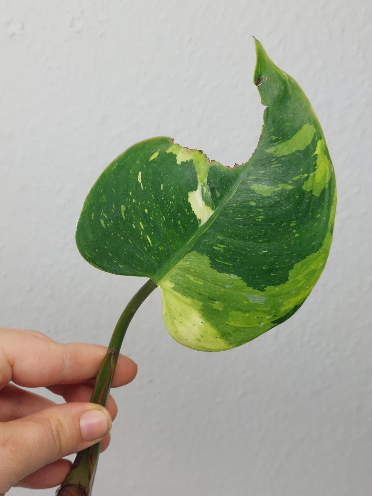 Philodendron White Princess Tricolor Steckling