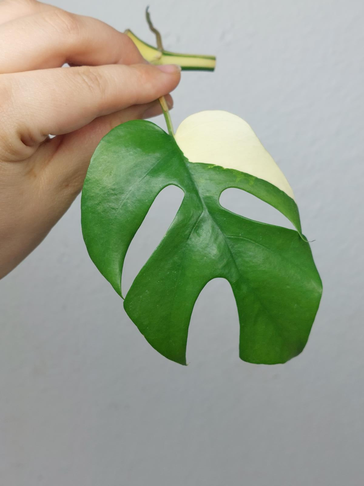 Monstera Minima / Raphidophora Tetrasperma Variegata Steckling