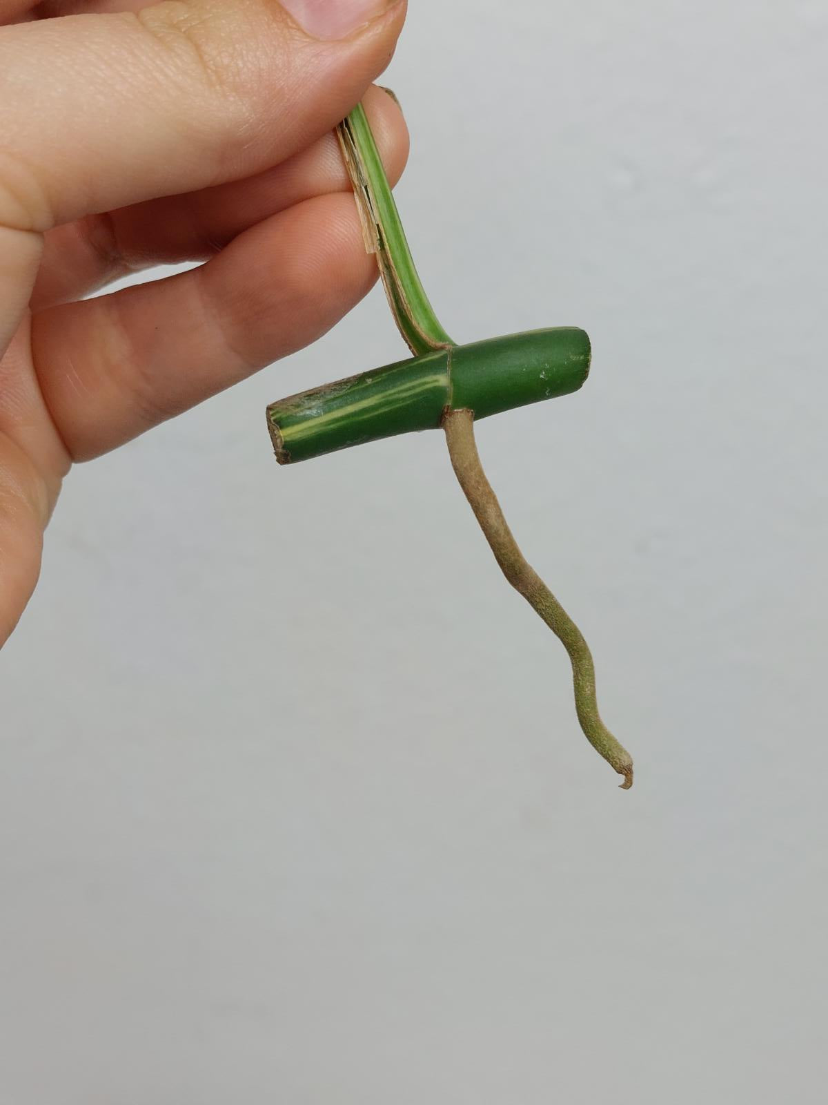Monstera Minima / Raphidophora Tetrasperma Variegata Steckling