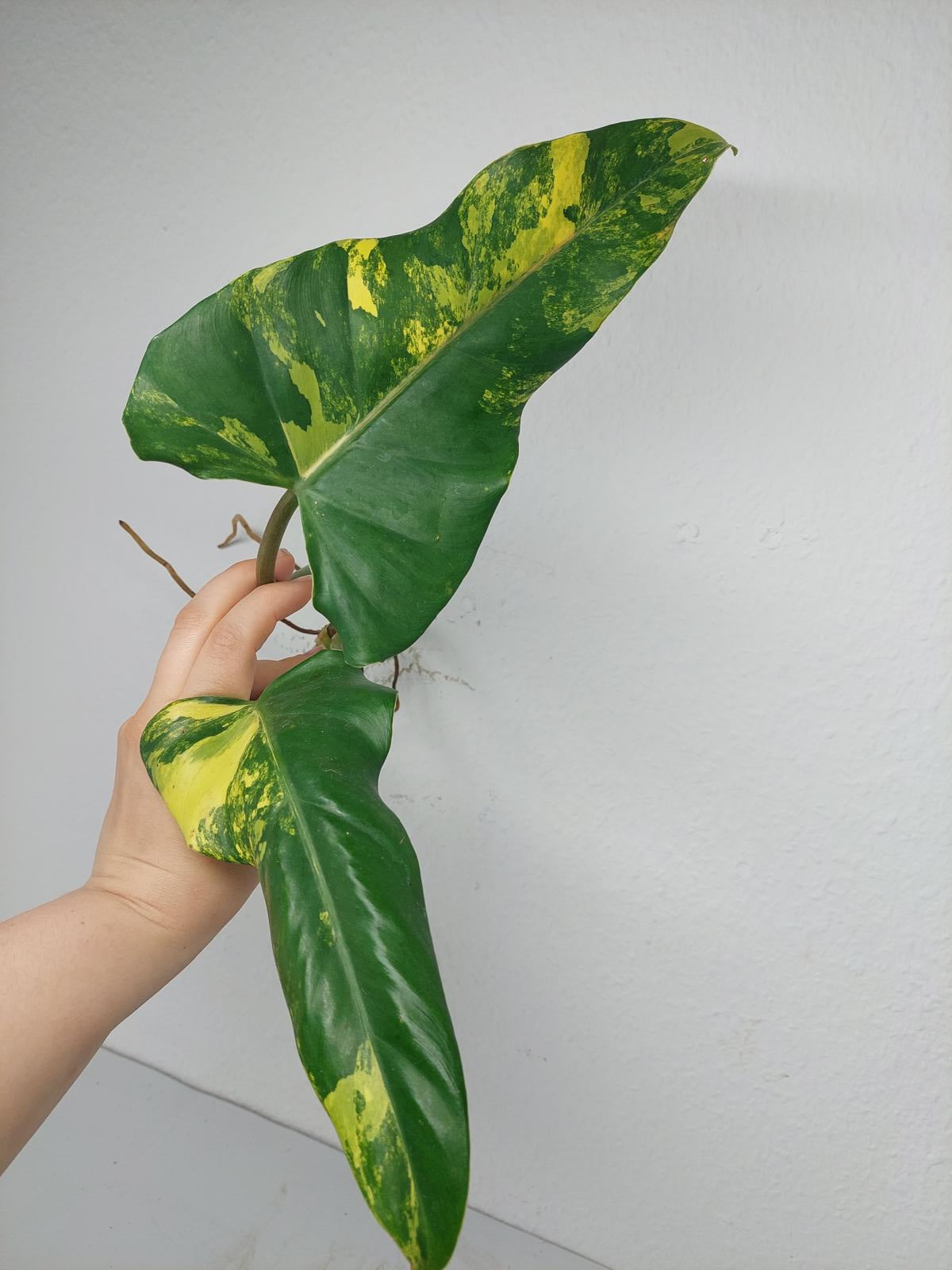 Philodendron Domesticum Variegata Steckling