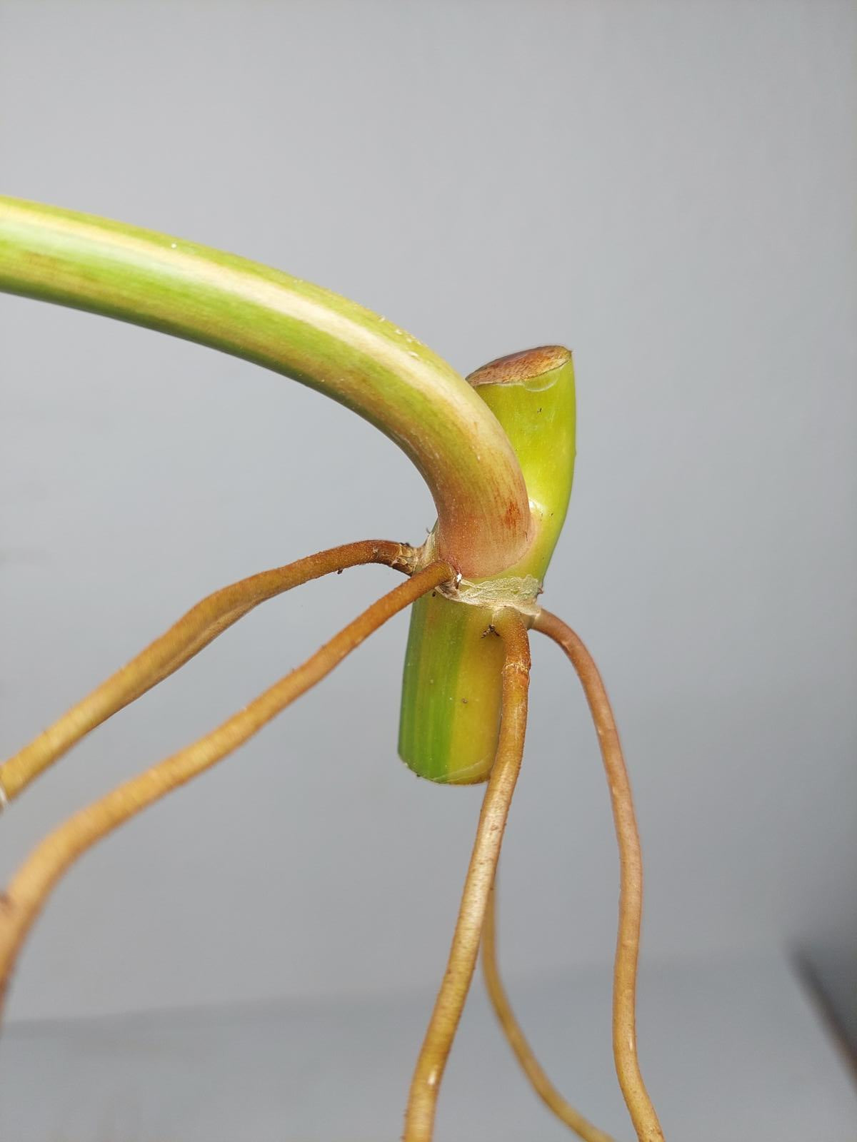 Philodendron Domesticum Variegata Steckling