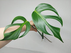 Monstera Burle Marx Flame Steckling Adult