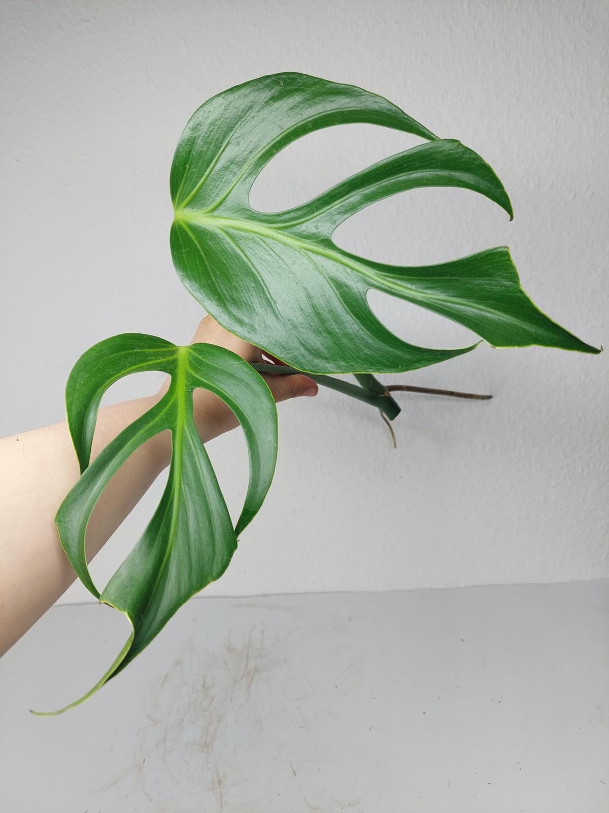 Monstera Burle Marx Flame Steckling Adult