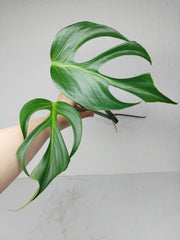 Monstera Burle Marx Flame Steckling Adult