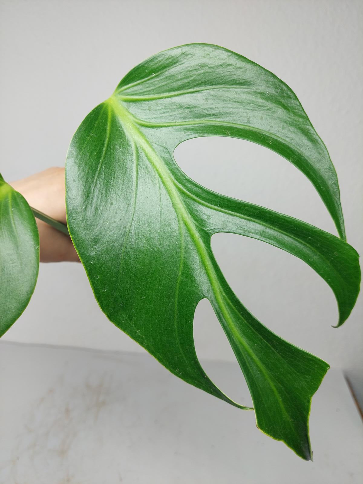 Monstera Burle Marx Flame Steckling Adult