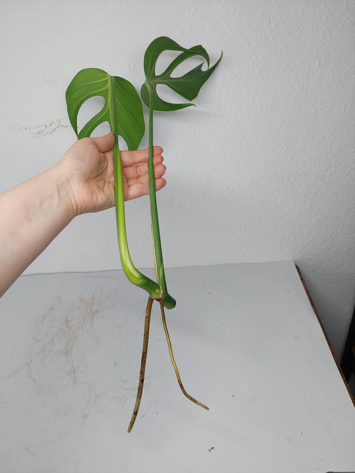 Monstera Burle Marx Flame Steckling Adult