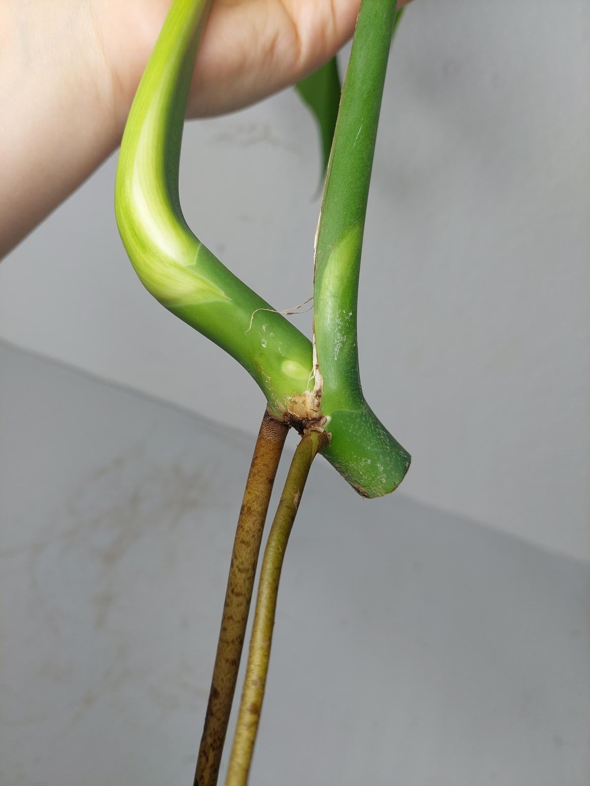 Monstera Burle Marx Flame Steckling Adult