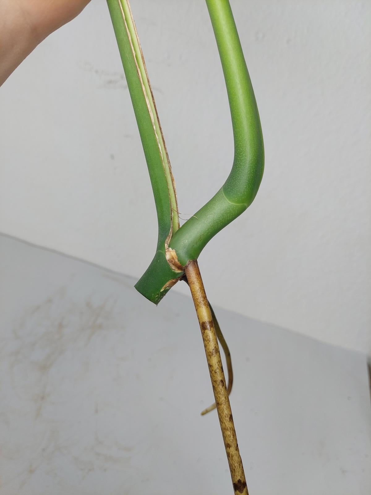 Monstera Burle Marx Flame Steckling Adult