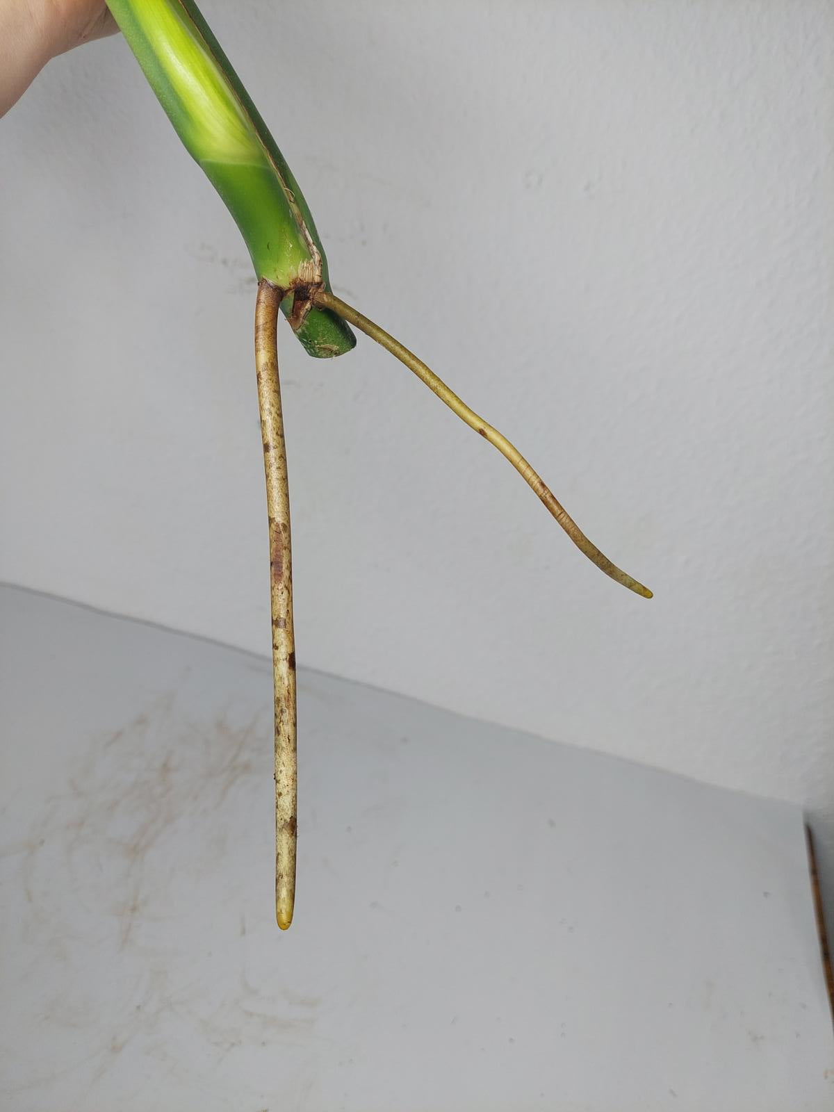 Monstera Burle Marx Flame Steckling Adult