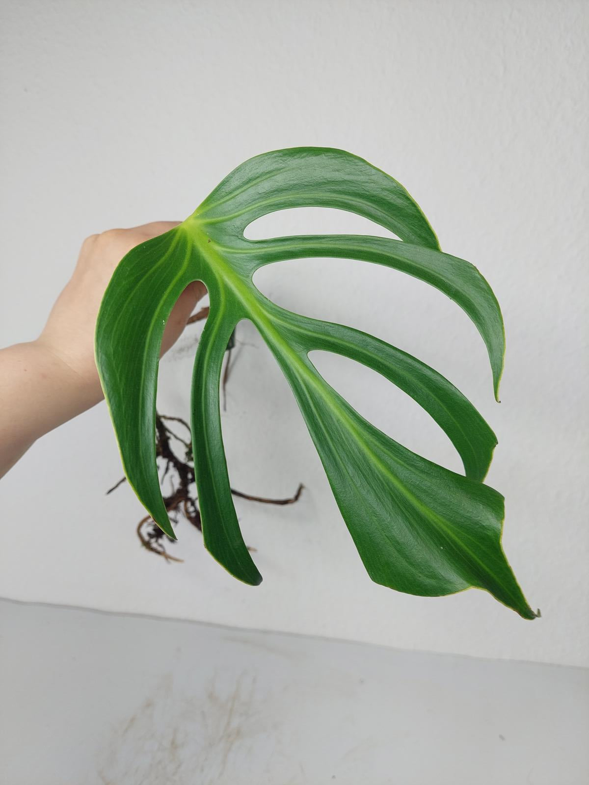 Monstera Burle Marx Flame Steckling Adult