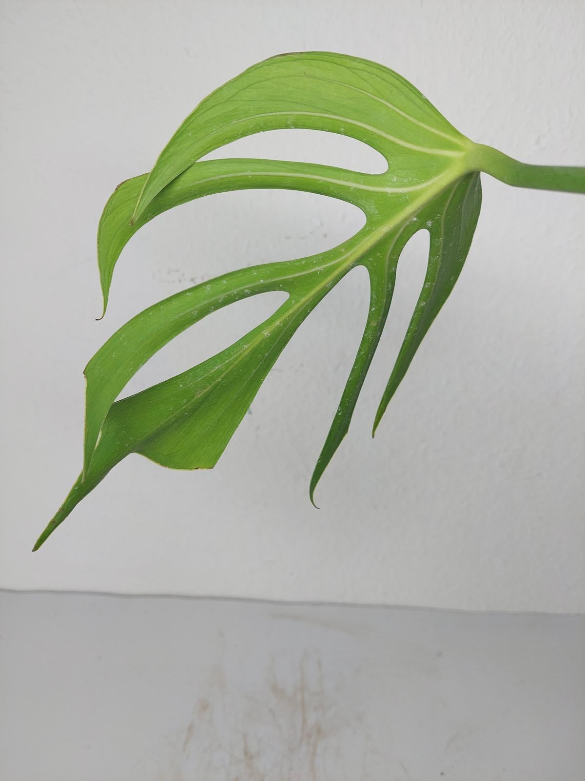 Monstera Burle Marx Flame Steckling Adult