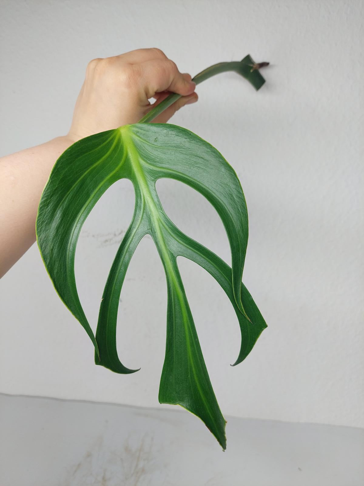 Monstera Burle Marx Flame Steckling Adult