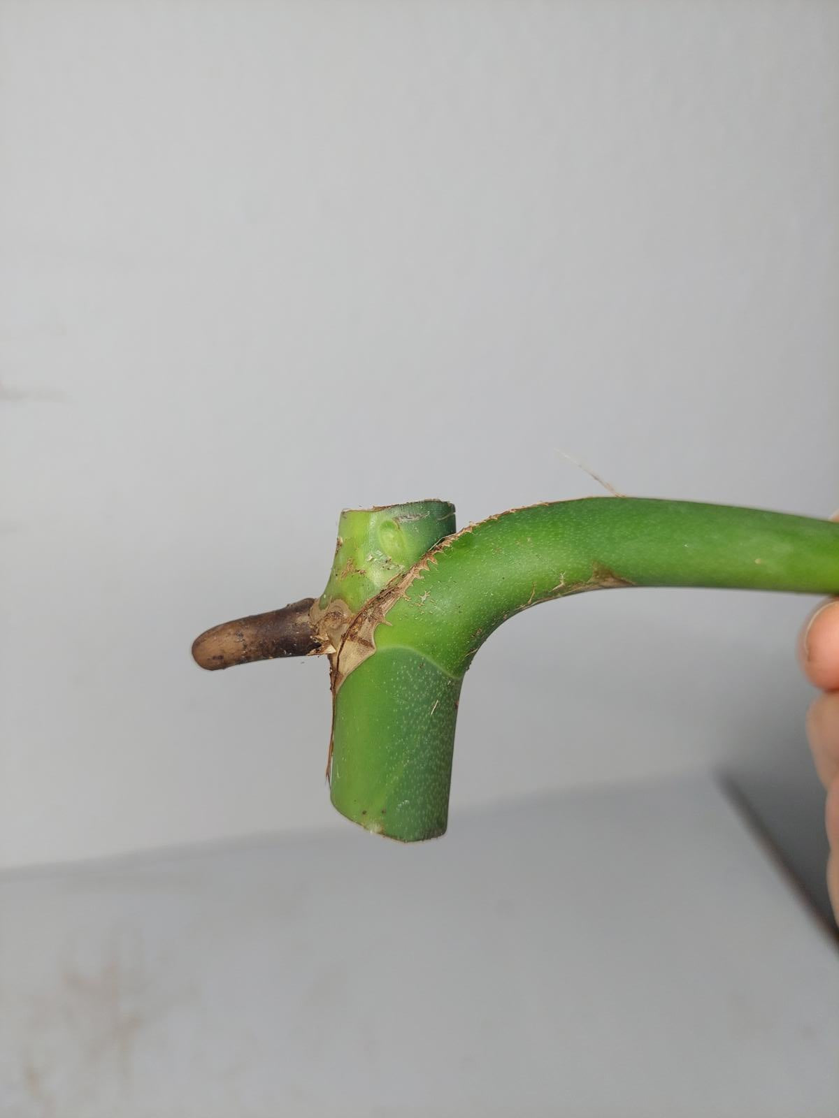 Monstera Burle Marx Flame Steckling Adult