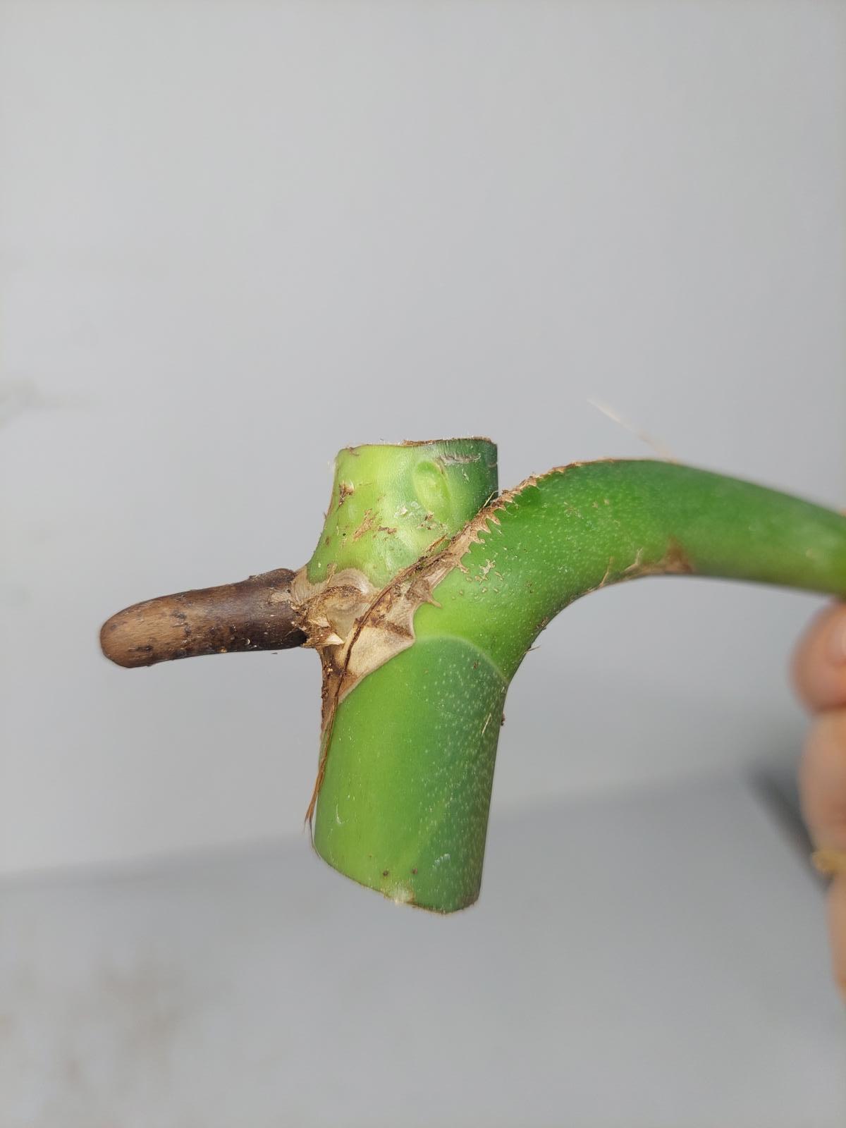 Monstera Burle Marx Flame Steckling Adult